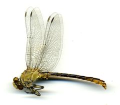 Ophiogomphus arizonicus by the Smithsonian. Used under a CC0 license.