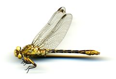 Ophiogomphus australis by the Smithsonian. Used under a CC0 license.