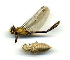 Ophiogomphus carolus by the Smithsonian. Used under a CC0 license.