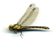 Ophiogomphus carolus by the Smithsonian. Used under a CC0 license.