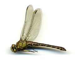 Ophiogomphus colubrinus by the Smithsonian. Used under a CC0 license.