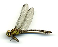 Ophiogomphus colubrinus by the Smithsonian. Used under a CC0 license.