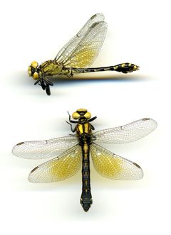 Ophiogomphus howei by the Smithsonian. Used under a CC0 license.