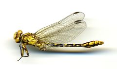 Ophiogomphus incurvatus by the Smithsonian. Used under a CC0 license.