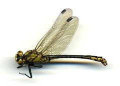 Ophiogomphus mainensis by the Smithsonian. Used under a CC0 license.