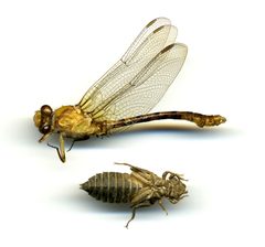 Ophiogomphus rupinsulensis by the Smithsonian. Used under a CC0 license.