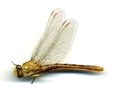 Ophiogomphus severus by the Smithsonian. Used under a CC0 license.