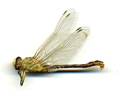 Ophiogomphus severus by the Smithsonian. Used under a CC0 license.