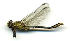 Ophiogomphus susbehcha by the Smithsonian. Used under a CC0 license.