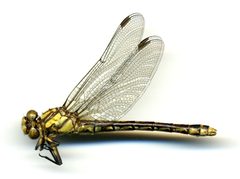 Ophiogomphus susbehcha by the Smithsonian. Used under a CC0 license.