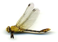 Ophiogomphus westfalli by the Smithsonian. Used under a CC0 license.