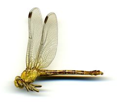 Ophiogomphus westfalli by the Smithsonian. Used under a CC0 license.
