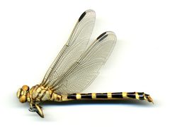 Phyllogomphoides stigmatus by the Smithsonian. Used under a CC0 license.