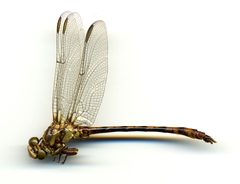 Progomphus alachuensis by the Smithsonian. Used under a CC0 license.