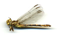 Progomphus alachuensis by the Smithsonian. Used under a CC0 license.