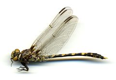 Progomphus bellei by the Smithsonian. Used under a CC0 license.