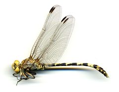 Progomphus borealis by the Smithsonian. Used under a CC0 license.