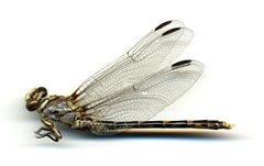Progomphus borealis by the Smithsonian. Used under a CC0 license.