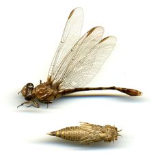 Progomphus obscurus by the Smithsonian. Used under a CC0 license.