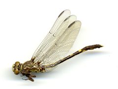 Progomphus obscurus by the Smithsonian. Used under a CC0 license.