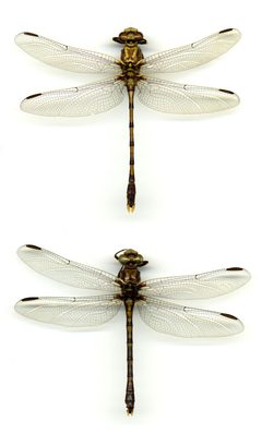 Progomphus obscurus by the Smithsonian. Used under a CC0 license.