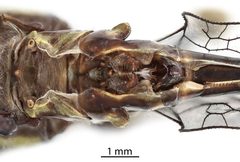 Progomphus tennesseni by the Smithsonian. Used under a CC0 license.