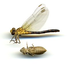 Stylogomphus albistylus by the Smithsonian. Used under a CC0 license.