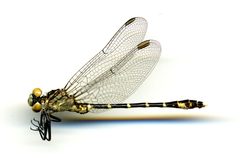 Stylogomphus albistylus by the Smithsonian. Used under a CC0 license.