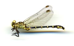 Stylogomphus divaricatus by the Smithsonian. Used under a CC0 license.