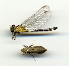 Stylogomphus divaricatus by the Smithsonian. Used under a CC0 license.