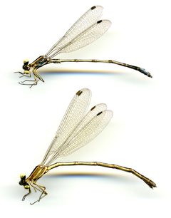 Lestes alacer by the Smithsonian. Used under a CC0 license.