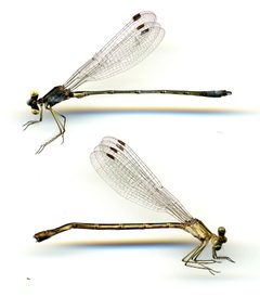 Lestes bipupillatus by the Smithsonian. Used under a CC0 license.