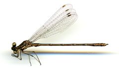 Lestes congener by the Smithsonian. Used under a CC0 license.