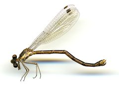 Lestes congener by the Smithsonian. Used under a CC0 license.