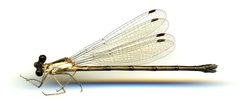 Lestes disjunctus disjunctus by the Smithsonian. Used under a CC0 license.