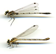 Lestes disjunctus australis by the Smithsonian. Used under a CC0 license.