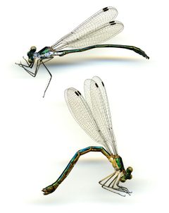 Lestes dryas by the Smithsonian. Used under a CC0 license.
