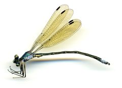 Lestes eurinus by the Smithsonian. Used under a CC0 license.