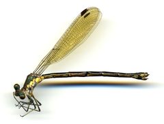 Lestes eurinus by the Smithsonian. Used under a CC0 license.
