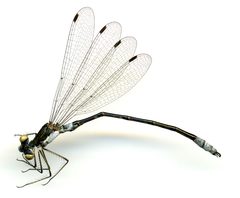 Lestes forcipatus by the Smithsonian. Used under a CC0 license.
