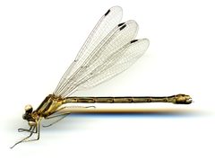 Lestes forcipatus by the Smithsonian. Used under a CC0 license.