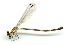Lestes forficula by the Smithsonian. Used under a CC0 license.