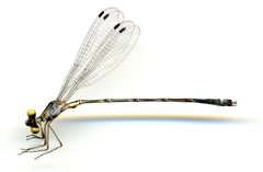 Lestes forficula by the Smithsonian. Used under a CC0 license.