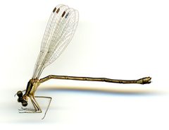 Lestes rectangularis by the Smithsonian. Used under a CC0 license.