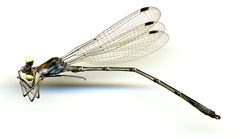 Lestes sigma by the Smithsonian. Used under a CC0 license.
