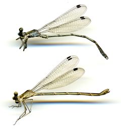 Lestes spatula by the Smithsonian. Used under a CC0 license.