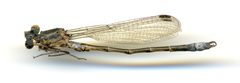 Lestes stultus by the Smithsonian. Used under a CC0 license.