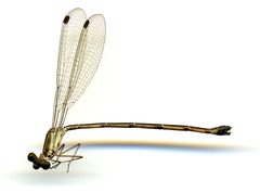 Lestes tenuatus by the Smithsonian. Used under a CC0 license.