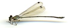 Lestes tenuatus by the Smithsonian. Used under a CC0 license.