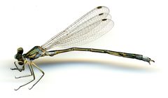 Lestes unguiculatus by the Smithsonian. Used under a CC0 license.
